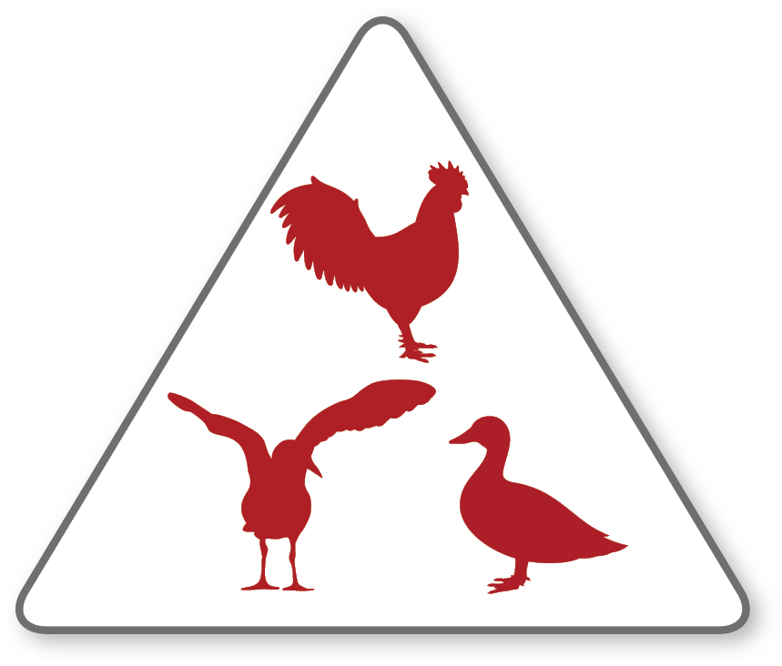 Image Chicken Goose Duck