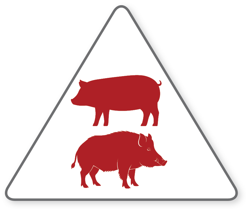 Image Pig Wildbore