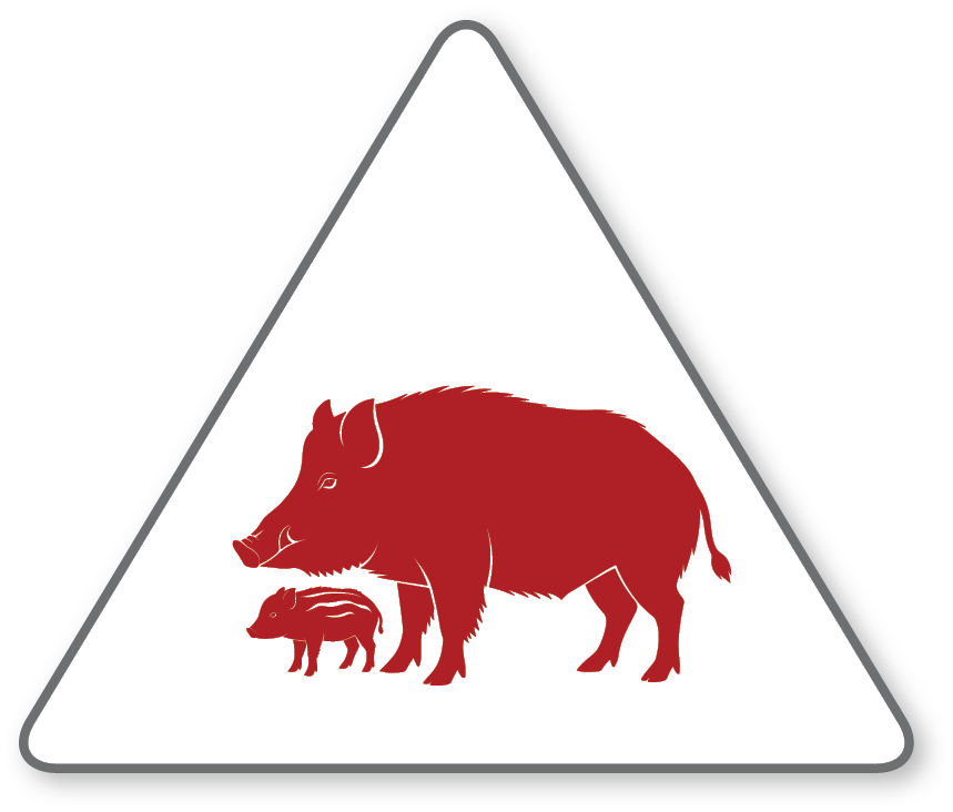 wild pigs