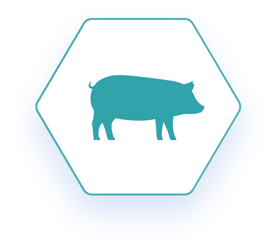 Default Swinehexagon
